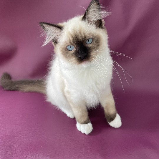 chaton Ragdoll seal point mitted Serge Les Ragdolls de la Croisette