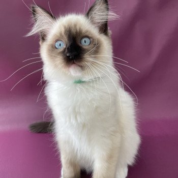 chaton Ragdoll seal point mitted Serge Les Ragdolls de la Croisette