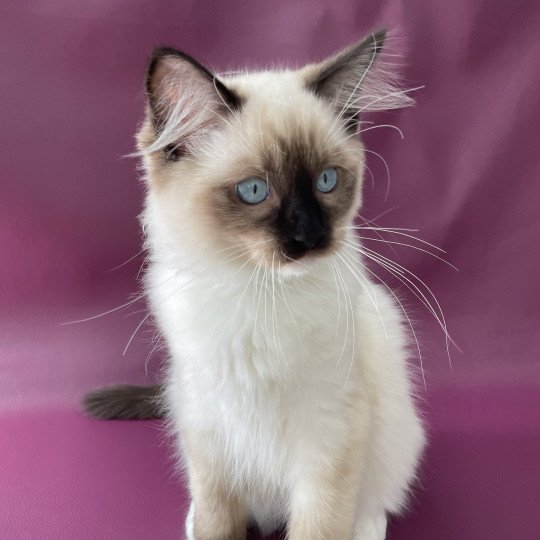 chaton Ragdoll seal point mitted Serge Les Ragdolls de la Croisette