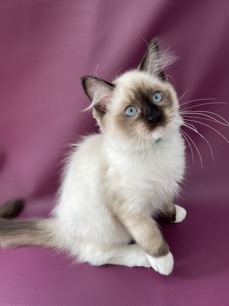 Serge De La Croisette Mâle Ragdoll