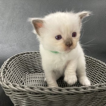 chaton Ragdoll Vert fonce Les Ragdolls de la Croisette