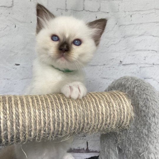 chaton Ragdoll chocolate point mitted Vert fonce Les Ragdolls de la Croisette