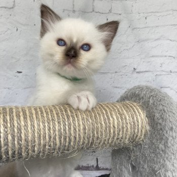 chaton Ragdoll chocolate point mitted Vert fonce Les Ragdolls de la Croisette