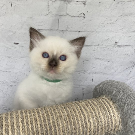 chaton Ragdoll chocolate point mitted Vert fonce Les Ragdolls de la Croisette