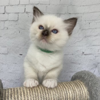 chaton Ragdoll chocolate point mitted Vert fonce Les Ragdolls de la Croisette chaton Ragdoll chocolate point mitted Vert fonce Les Ragdolls de la Croisette