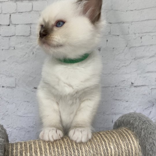 chaton Ragdoll chocolate point mitted Vert fonce Les Ragdolls de la Croisette