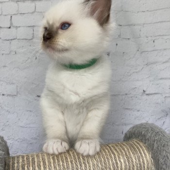 chaton Ragdoll chocolate point mitted Vert fonce Les Ragdolls de la Croisette chaton Ragdoll chocolate point mitted Vert fonce Les Ragdolls de la Croisette