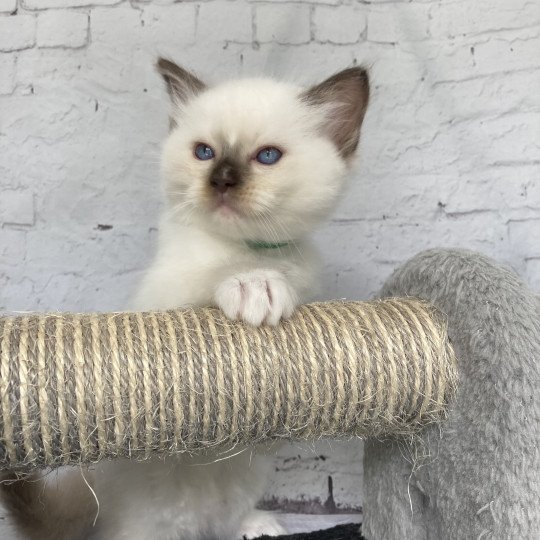 chaton Ragdoll chocolate point mitted Vert fonce Les Ragdolls de la Croisette