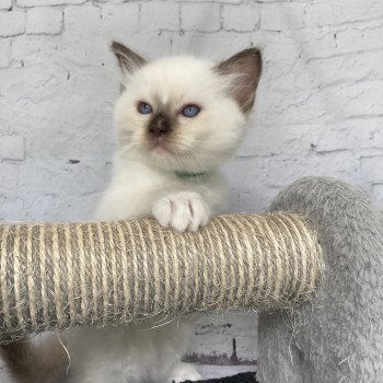 chaton Ragdoll chocolate point mitted Vert fonce Les Ragdolls de la Croisette