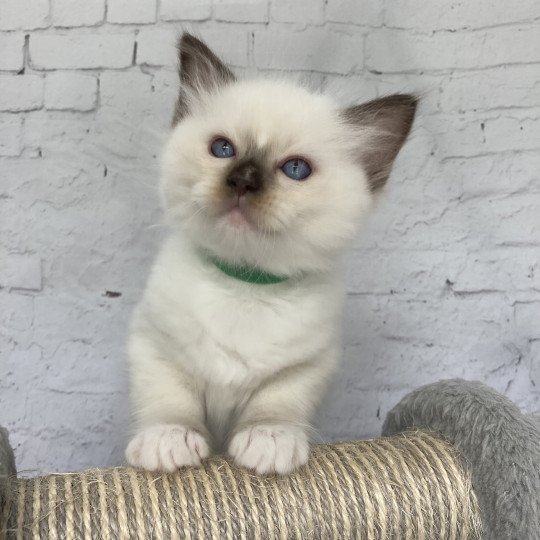 chaton Ragdoll chocolate point mitted Vert fonce Les Ragdolls de la Croisette