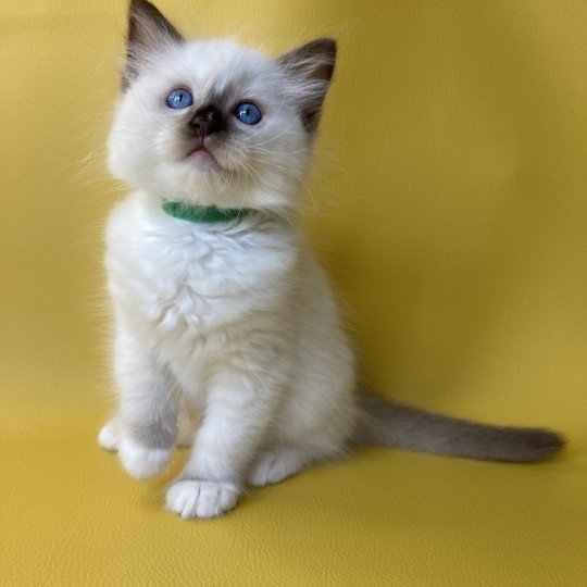 chaton Ragdoll chocolate point mitted Sully Les Ragdolls de la Croisette