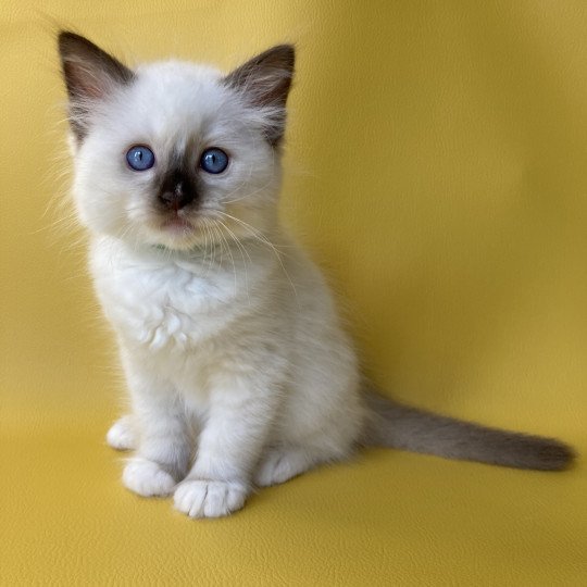 chaton Ragdoll chocolate point mitted Sully Les Ragdolls de la Croisette