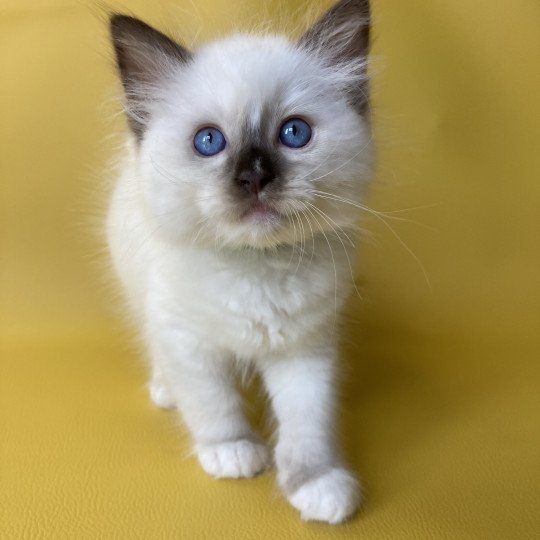 chaton Ragdoll chocolate point mitted Sully Les Ragdolls de la Croisette