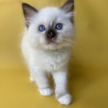 chaton Ragdoll chocolate point mitted Sully Les Ragdolls de la Croisette chaton Ragdoll chocolate point mitted Sully Les Ragdolls de la Croisette