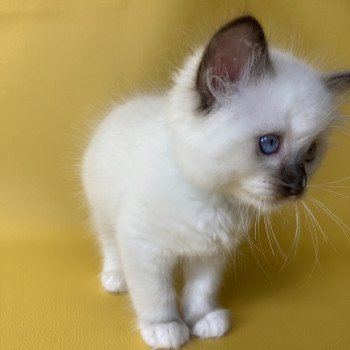 chaton Ragdoll chocolate point mitted Sully Les Ragdolls de la Croisette chaton Ragdoll chocolate point mitted Sully Les Ragdolls de la Croisette