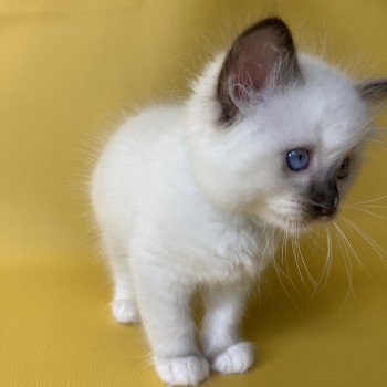 chaton Ragdoll chocolate point mitted Sully Les Ragdolls de la Croisette