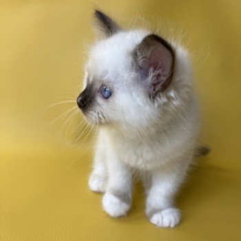 chaton Ragdoll chocolate point mitted Sully Les Ragdolls de la Croisette chaton Ragdoll chocolate point mitted Sully Les Ragdolls de la Croisette