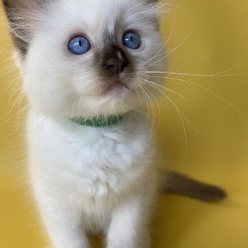 chaton Ragdoll chocolate point mitted Sully Les Ragdolls de la Croisette chaton Ragdoll chocolate point mitted Sully Les Ragdolls de la Croisette