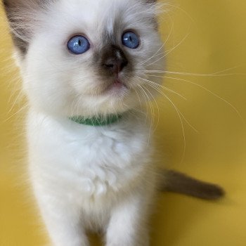 chaton Ragdoll chocolate point mitted Sully Les Ragdolls de la Croisette