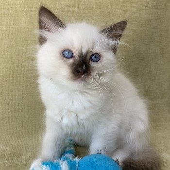 chaton Ragdoll chocolate point mitted Sully Les Ragdolls de la Croisette chaton Ragdoll chocolate point mitted Sully Les Ragdolls de la Croisette