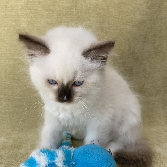 chaton Ragdoll chocolate point mitted Sully Les Ragdolls de la Croisette