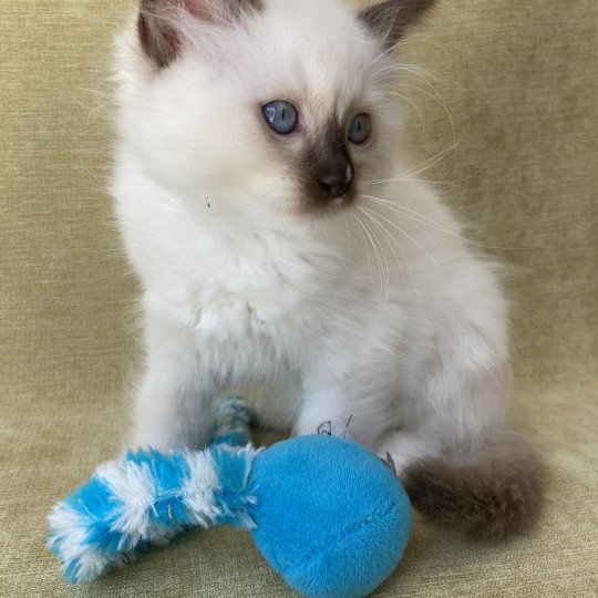 chaton Ragdoll chocolate point mitted Sully Les Ragdolls de la Croisette