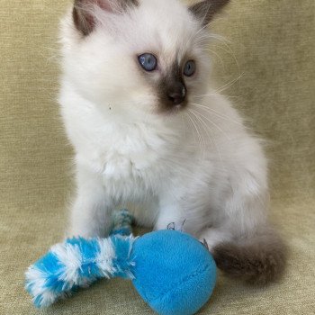 chaton Ragdoll chocolate point mitted Sully Les Ragdolls de la Croisette