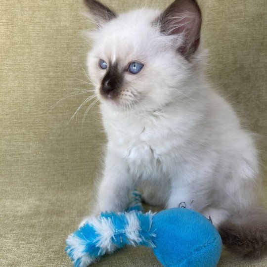 chaton Ragdoll chocolate point mitted Sully Les Ragdolls de la Croisette