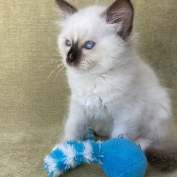 chaton Ragdoll chocolate point mitted Sully Les Ragdolls de la Croisette chaton Ragdoll chocolate point mitted Sully Les Ragdolls de la Croisette