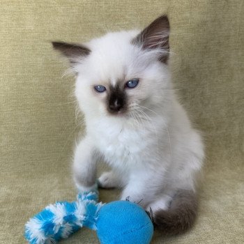chaton Ragdoll chocolate point mitted Sully Les Ragdolls de la Croisette chaton Ragdoll chocolate point mitted Sully Les Ragdolls de la Croisette