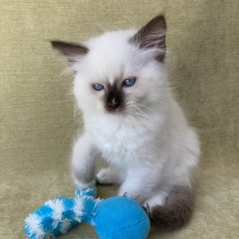 chaton Ragdoll chocolate point mitted Sully Les Ragdolls de la Croisette