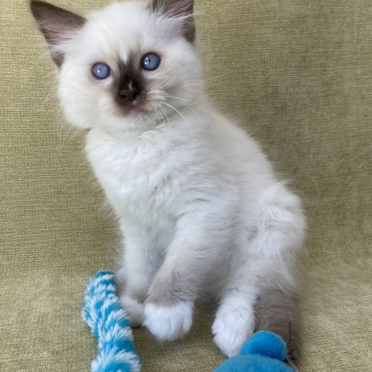 chaton Ragdoll chocolate point mitted Sully Les Ragdolls de la Croisette