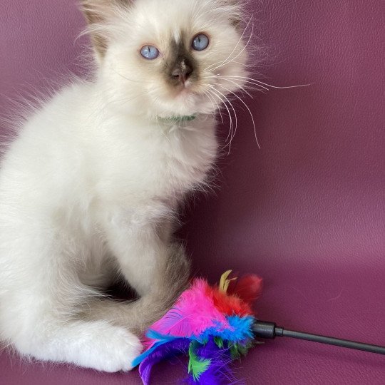 chaton Ragdoll chocolate point mitted Sully Les Ragdolls de la Croisette