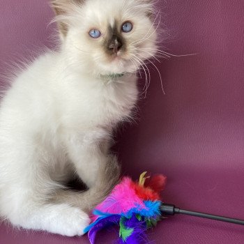 chaton Ragdoll chocolate point mitted Sully Les Ragdolls de la Croisette chaton Ragdoll chocolate point mitted Sully Les Ragdolls de la Croisette