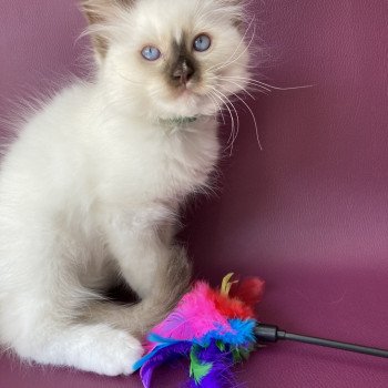 chaton Ragdoll chocolate point mitted Sully Les Ragdolls de la Croisette