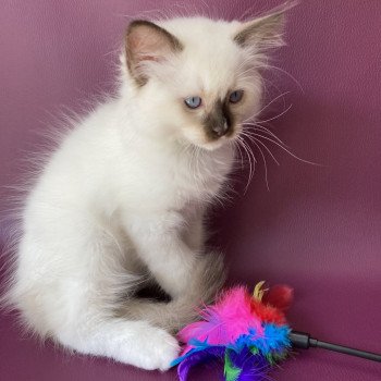 chaton Ragdoll chocolate point mitted Sully Les Ragdolls de la Croisette