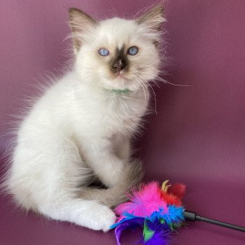 chaton Ragdoll chocolate point mitted Sully Les Ragdolls de la Croisette