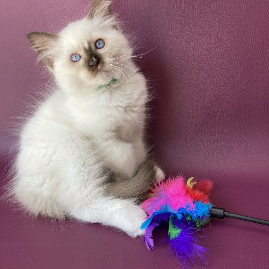 chaton Ragdoll chocolate point mitted Sully Les Ragdolls de la Croisette