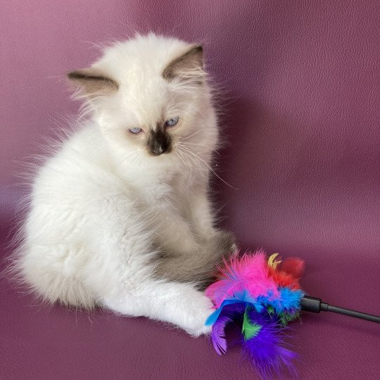 chaton Ragdoll chocolate point mitted Sully Les Ragdolls de la Croisette