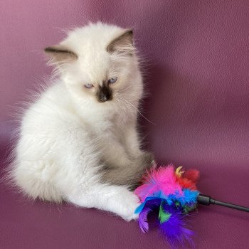 chaton Ragdoll chocolate point mitted Sully Les Ragdolls de la Croisette