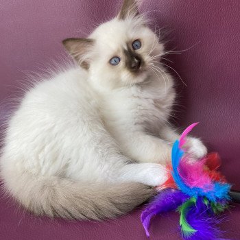 chaton Ragdoll chocolate point mitted Sully Les Ragdolls de la Croisette chaton Ragdoll chocolate point mitted Sully Les Ragdolls de la Croisette