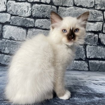 chaton Ragdoll chocolate point mitted Sully Les Ragdolls de la Croisette chaton Ragdoll chocolate point mitted Sully Les Ragdolls de la Croisette