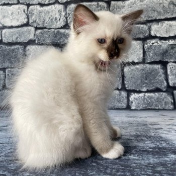 chaton Ragdoll chocolate point mitted Sully Les Ragdolls de la Croisette chaton Ragdoll chocolate point mitted Sully Les Ragdolls de la Croisette