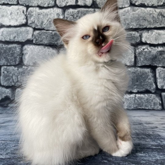 chaton Ragdoll chocolate point mitted Sully Les Ragdolls de la Croisette