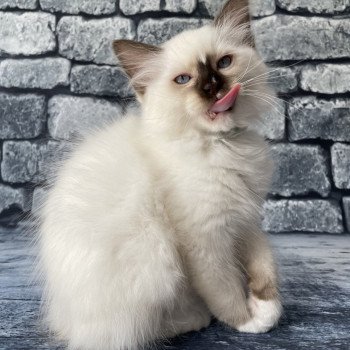 chaton Ragdoll chocolate point mitted Sully Les Ragdolls de la Croisette chaton Ragdoll chocolate point mitted Sully Les Ragdolls de la Croisette