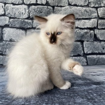 chaton Ragdoll chocolate point mitted Sully Les Ragdolls de la Croisette chaton Ragdoll chocolate point mitted Sully Les Ragdolls de la Croisette