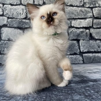 chaton Ragdoll chocolate point mitted Sully Les Ragdolls de la Croisette