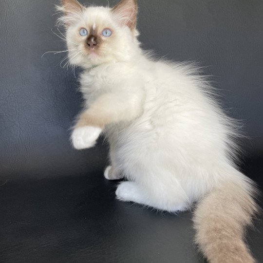 chaton Ragdoll chocolate point mitted Sully Les Ragdolls de la Croisette