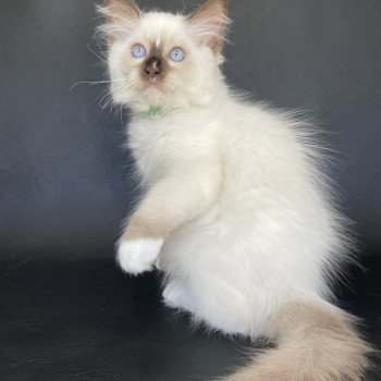 chaton Ragdoll chocolate point mitted Sully Les Ragdolls de la Croisette chaton Ragdoll chocolate point mitted Sully Les Ragdolls de la Croisette