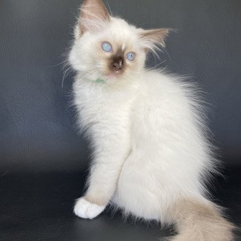 chaton Ragdoll chocolate point mitted Sully Les Ragdolls de la Croisette